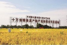 梅州关于成都商务伴游外围雇用的信息